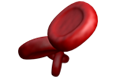 Blood Cells